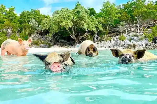 Bahamas & Caribbean